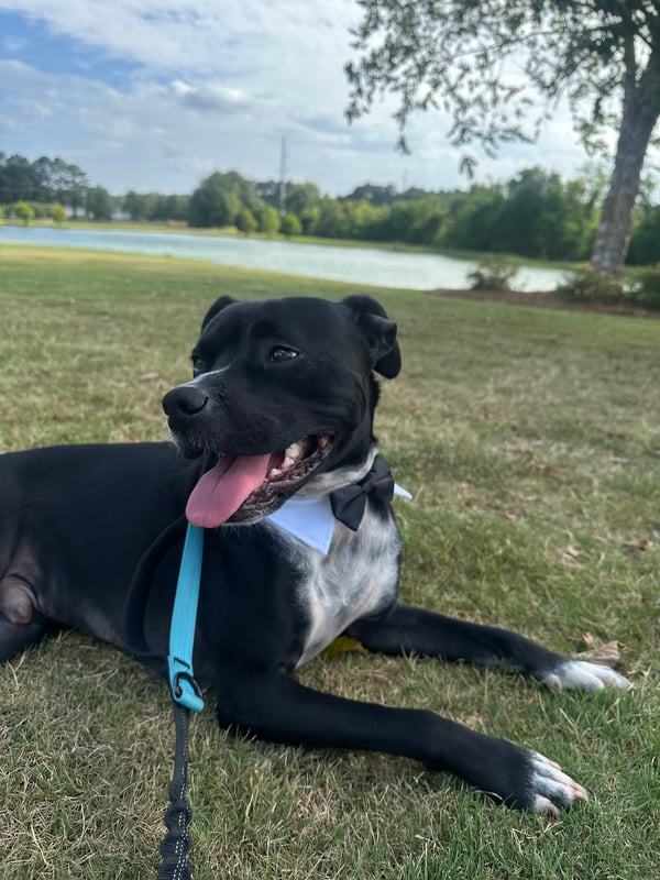 Dog in a Bow Tie