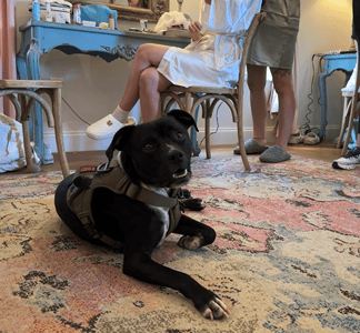 Dog resting in the bridal suite